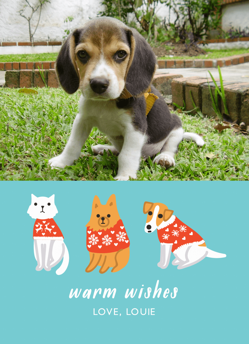 Sweater Pets Custom Photo Holiday Card
