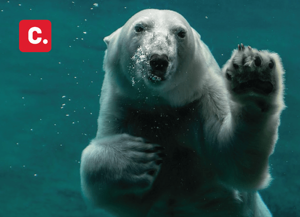 Polar Bear