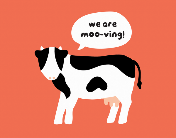 Cow Mooving