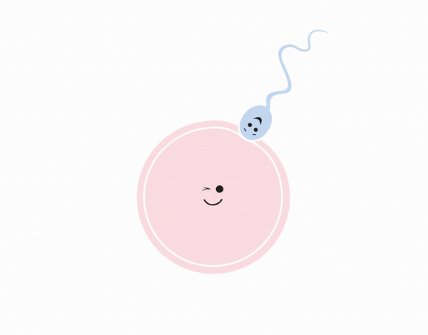 Funny Sperm Egg Baby Congratulations Card
