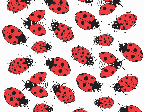 Lady Bug Pattern