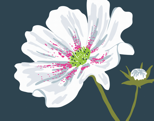 White Cosmos Flower Card