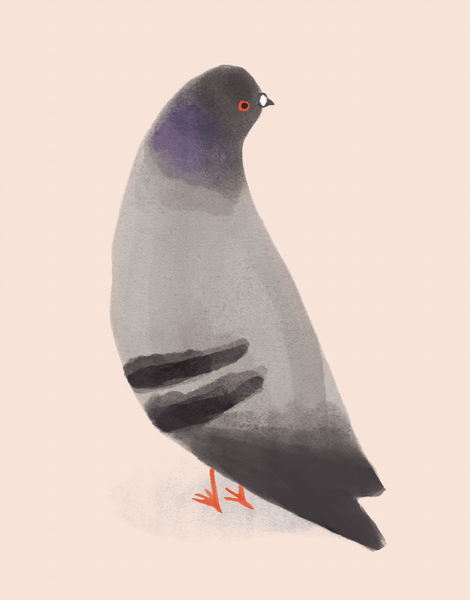 Loner Pigeon
